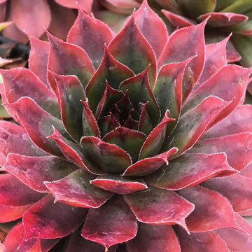 Sempervivum 'Chick Charms Autumn Apple' – Hens and Chicks