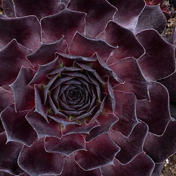 Sempervivum 'SuperSemps Onyx' – Hens and Chicks