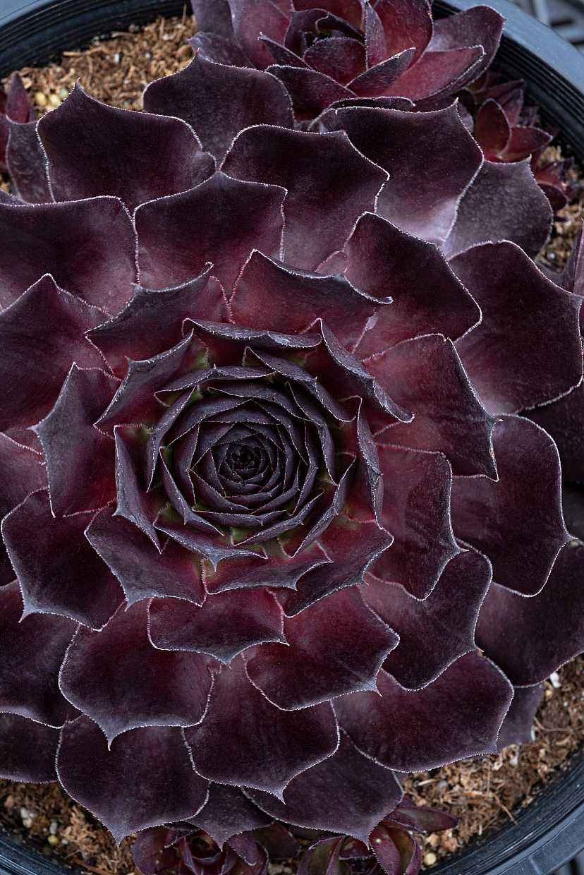 Sempervivum 'SuperSemps Onyx' – Hens and Chicks