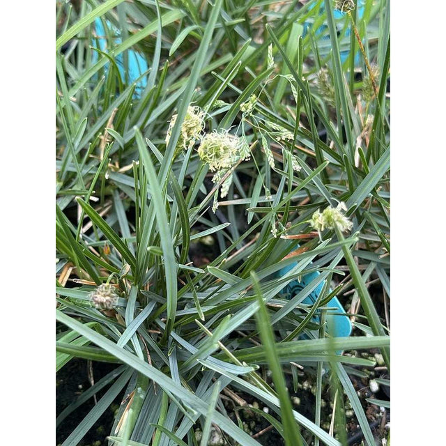 Sesleria caerulea – Blue Moor Grass