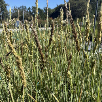 Sesleria 'Campo de Azul' – Blue Moor Grass