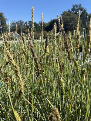 Sesleria 'Campo de Azul' – Blue Moor Grass