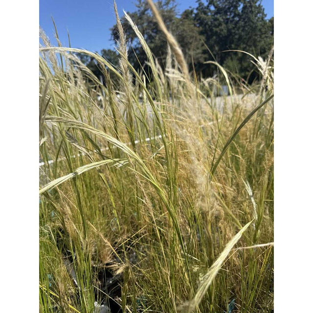 Stipa ichu – Peruvian Feather Grass