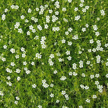 Sagina subulata – Irish Moss