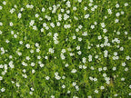 Sagina subulata – Irish Moss