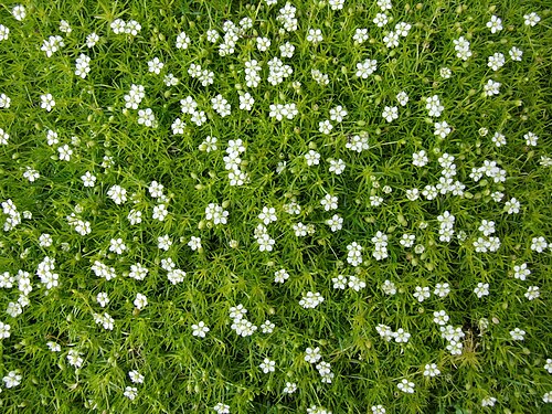 Sagina subulata – Irish Moss