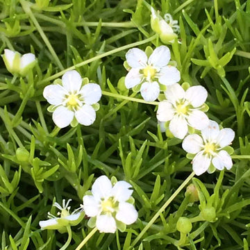 Sagina subulata 'Aurea' – Scotch Moss