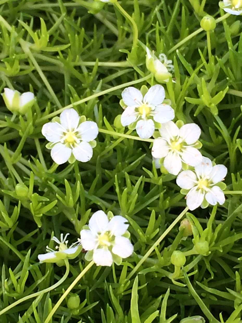 Sagina subulata 'Aurea' – Scotch Moss