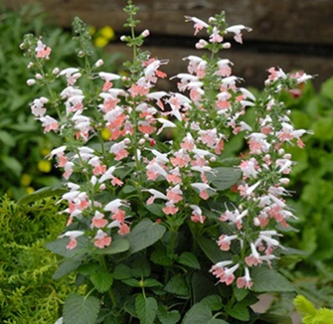 Salvia coccinea 'Coral Nymph' – Texas Sage
