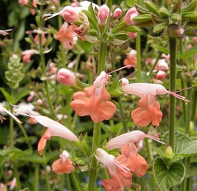Salvia coccinea 'Coral Nymph' – Texas Sage