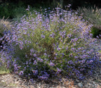 Salvia clevelandii 'Winnifred Gilman' – Cleveland Sage