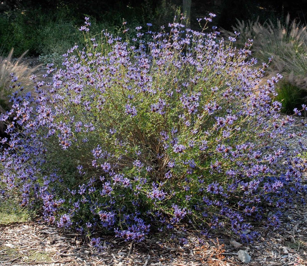 Salvia clevelandii 'Winnifred Gilman' – Cleveland Sage