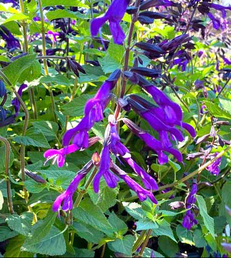 Salvia 'Amistad' – Friendship Sage