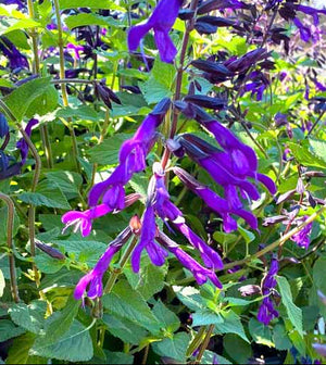 Salvia 'Amistad' – Friendship Sage