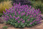 Salvia pachyphylla – Rose Sage