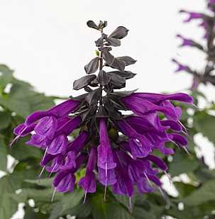 Salvia 'Amistad' – Friendship Sage