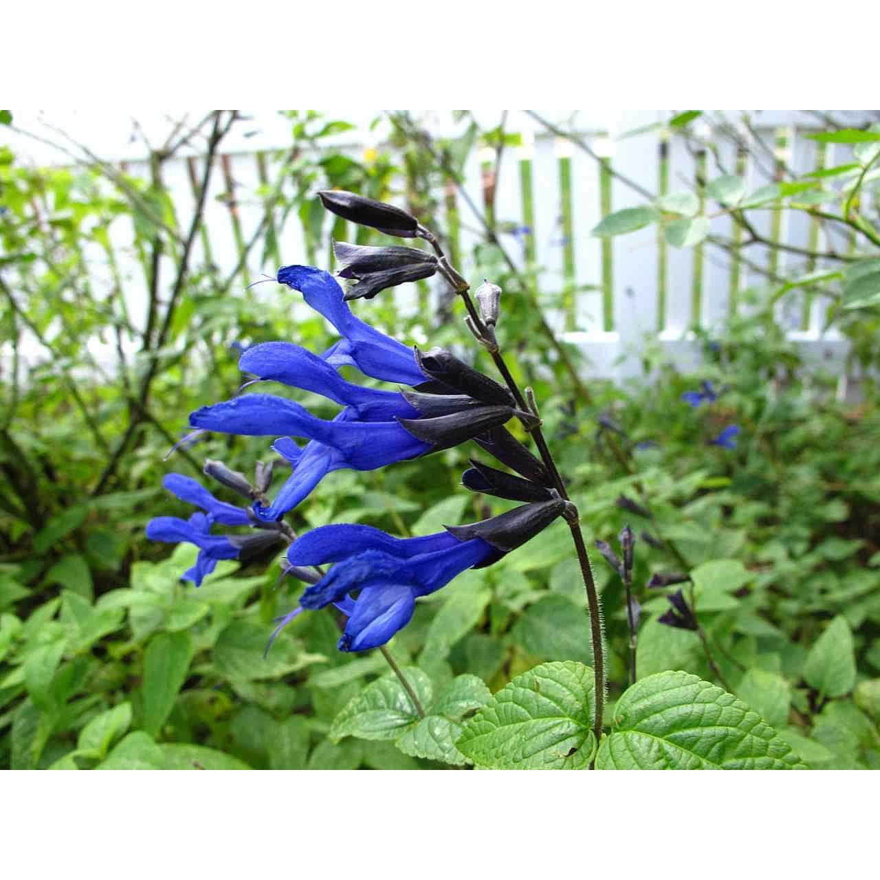 SALVIA guaranitica 'Black & Blue' (Available Now)