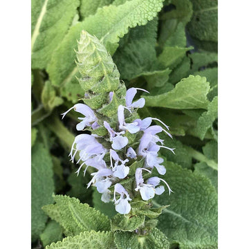 Salvia nemerosa 'Bumblesky' – Meadow Sage