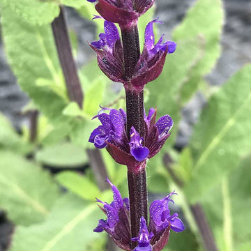Salvia nemerosa 'Caradonna' – Meadow Sage