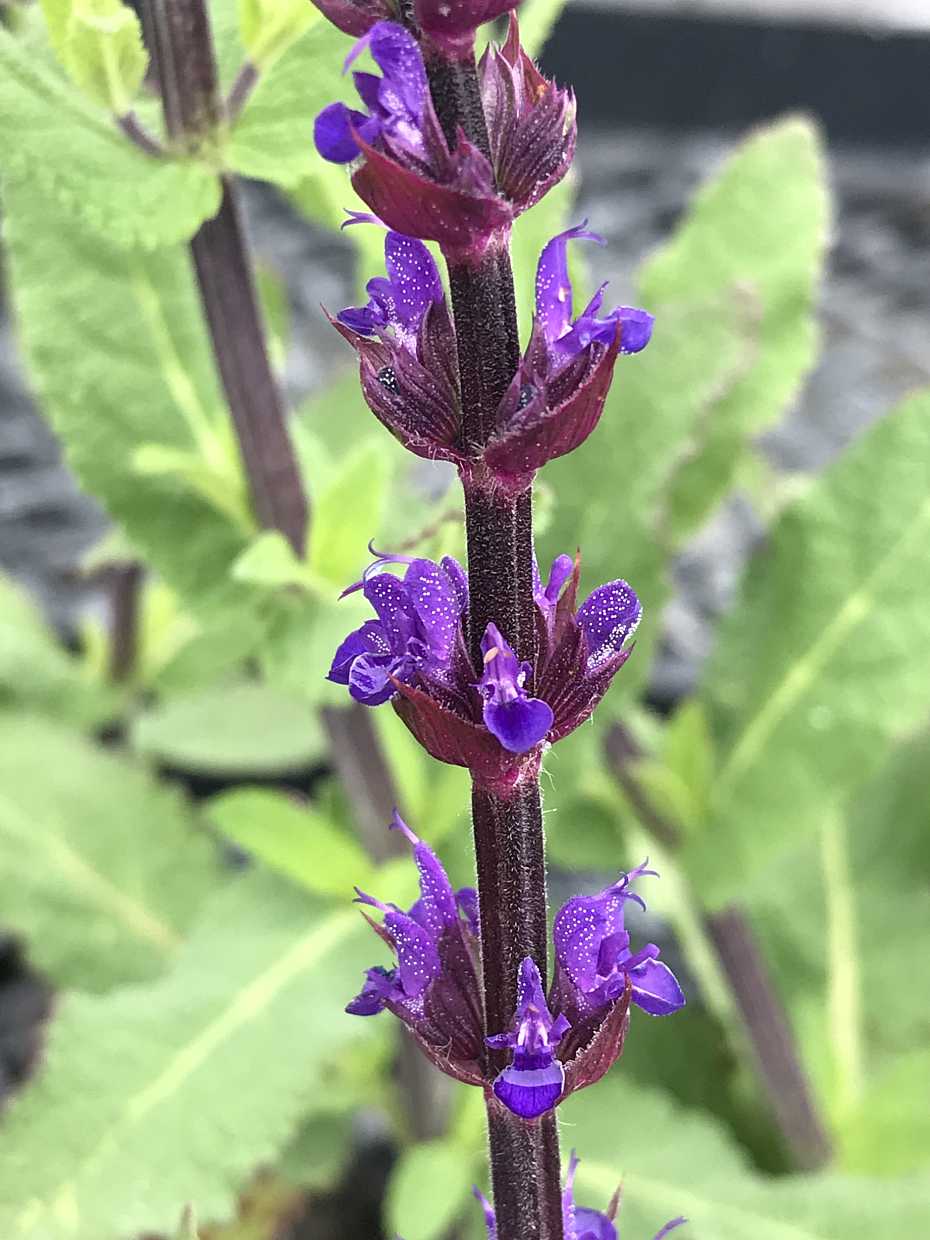 Salvia nemerosa 'Caradonna' – Meadow Sage
