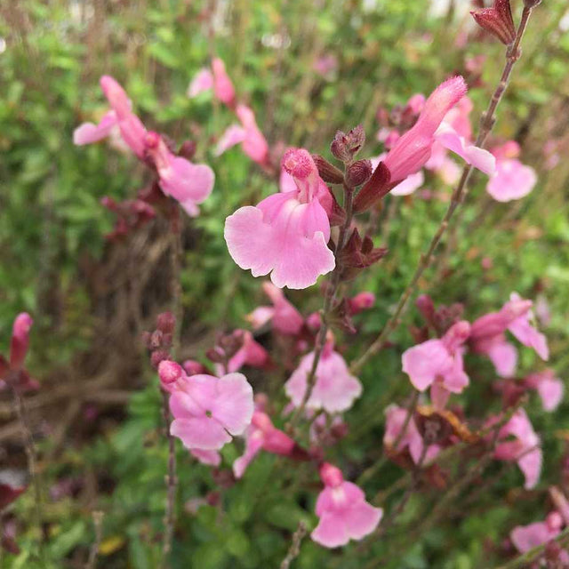 Salvia 'Rohana’s Angels' – Autumn Sage