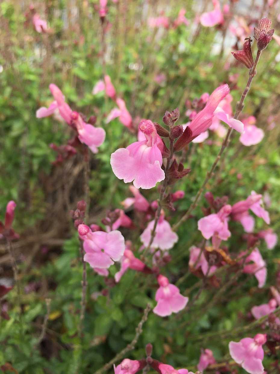 Salvia 'Rohana’s Angels' – Autumn Sage