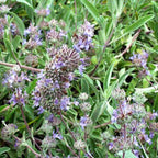 Salvia 'Bee's Bliss' – Hybrid Sage