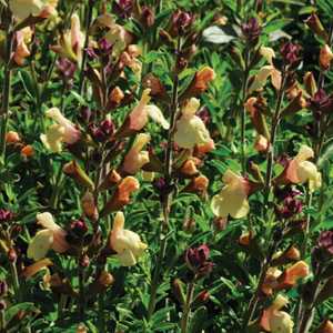Salvia × jamensis 'Golden Girl' – Jame Sage