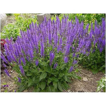 Salvia x sylvestris 'May Night' – Wood Sage