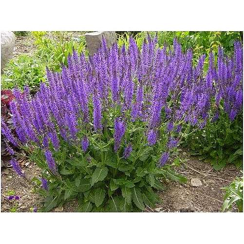 Salvia x sylvestris 'May Night' – Wood Sage