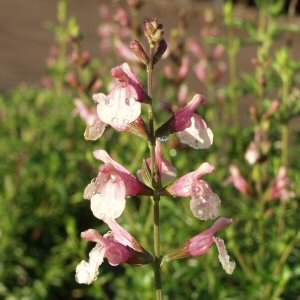 Salvia jamensis 'Sierra San Antonio' – Jame Sage