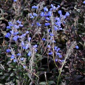Salvia sinaloensis – Sinaloa Sage