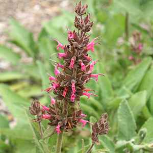 Salvia spathacea – Hummingbird Sage