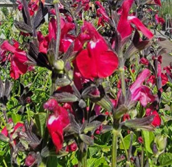 Salvia 'Bright Eyes' – Sage Greggii Hybrid