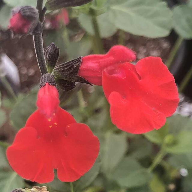 Salvia microphylla 'Red Velvet' – Cherry Sage