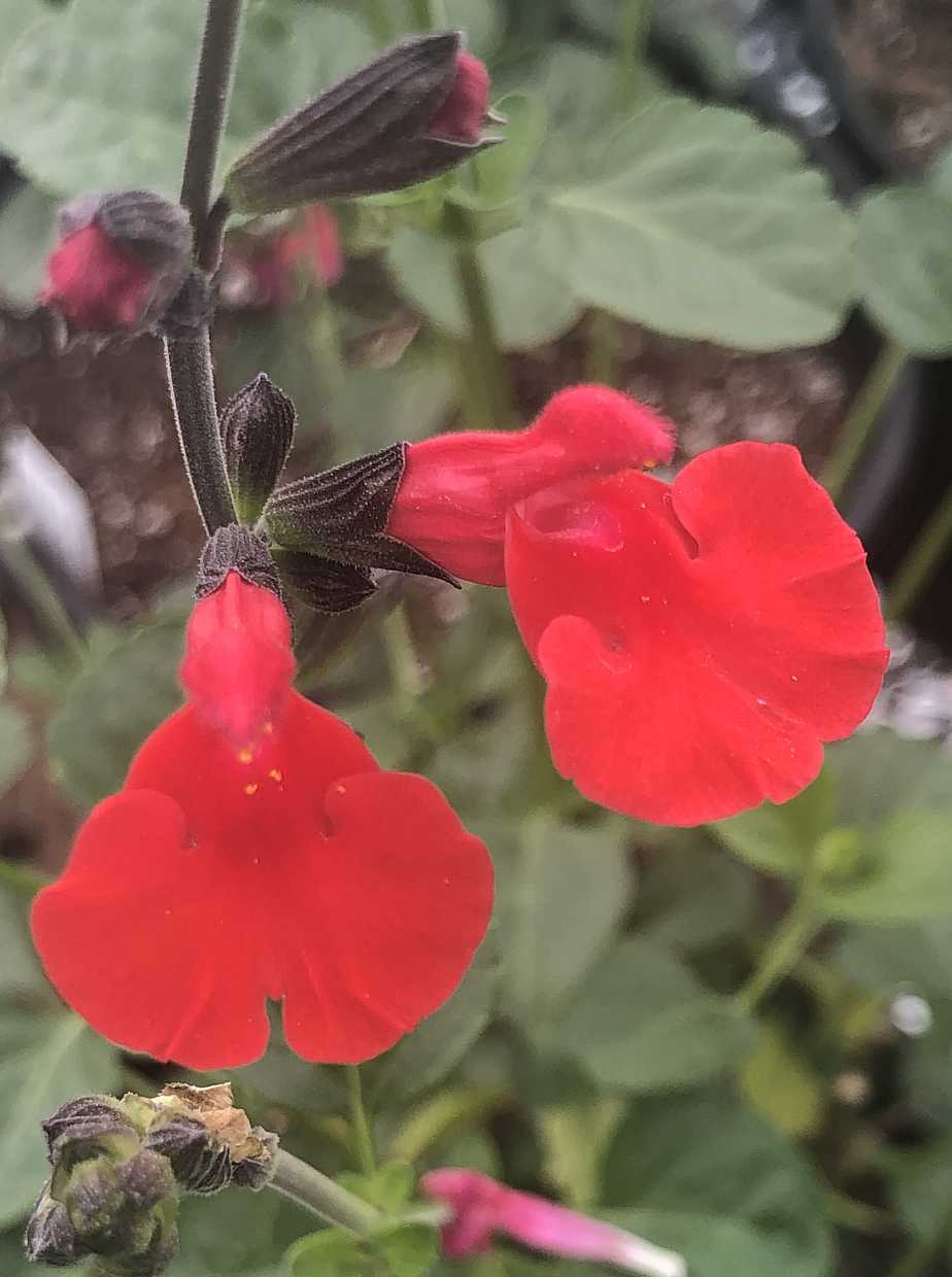Salvia microphylla 'Red Velvet' – Cherry Sage