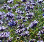 Salvia clevelandii x 'Pozo Blue' – Pozo Blue Sage