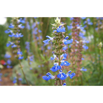 Salvia uliginosa – Bog Sage