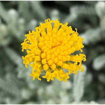 Santolina chamaecyparissus – Lavender Cotton