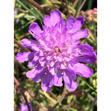 SCABIOSA columbaria 'Butterfly Blue' (Available Now)