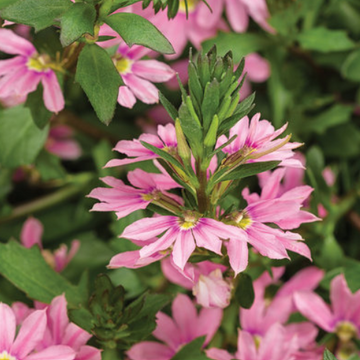 Scaevola aemula Fairy 'Pink' – Fan Flower