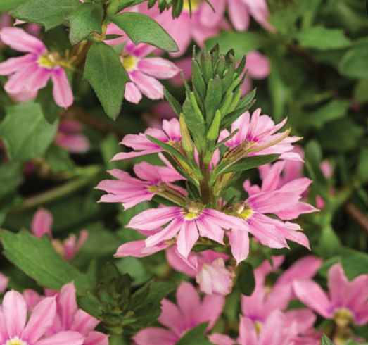 Scaevola aemula Fairy 'Pink' – Fan Flower