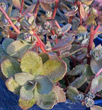 Sedum SunSparkler 'Dazzleberry' – Stonecrop