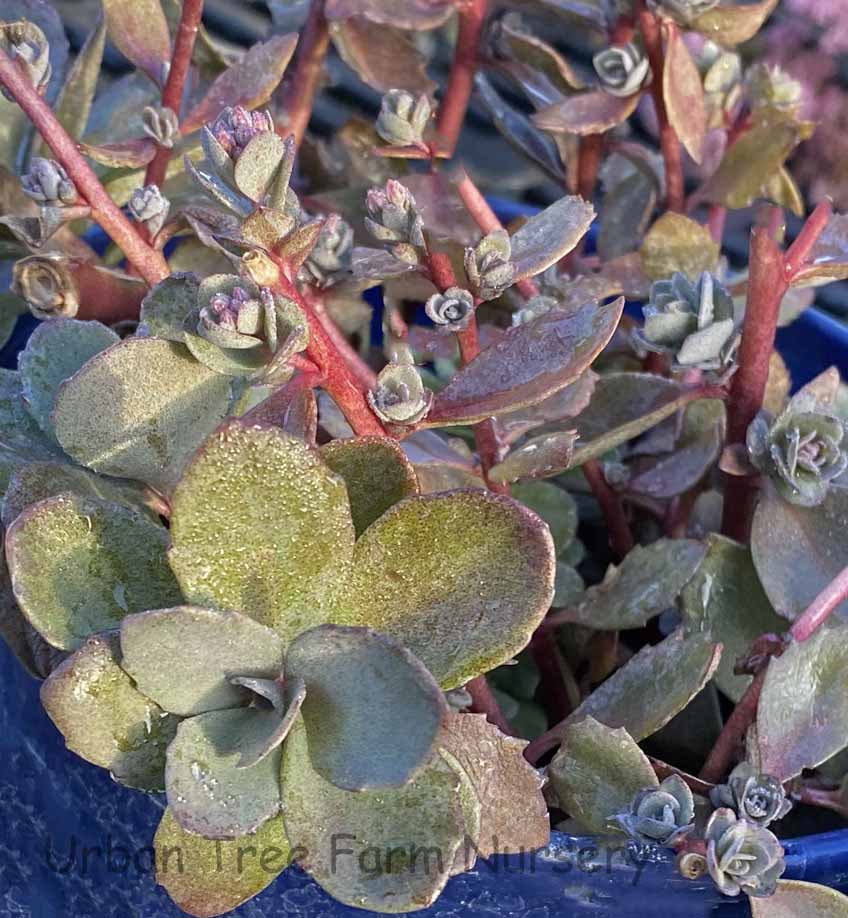 Sedum SunSparkler 'Dazzleberry' – Stonecrop