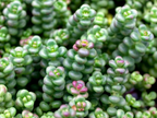 Sedum divergens – Spreading Stonecrop