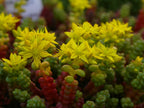 Sedum divergens – Spreading Stonecrop