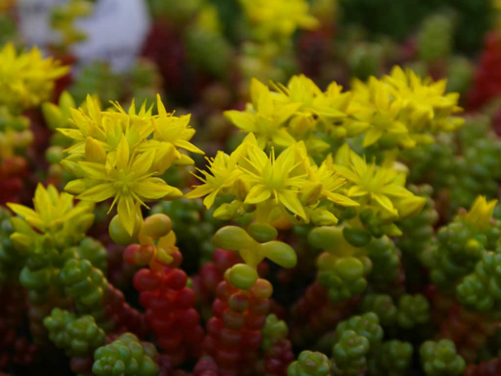 Sedum divergens – Spreading Stonecrop