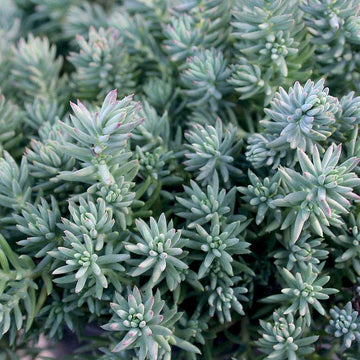 Sedum reflexum 'Blue Spruce' – Stonecrop