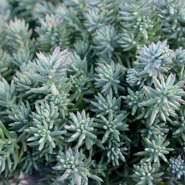 Sedum reflexum 'Blue Spruce' – Stonecrop