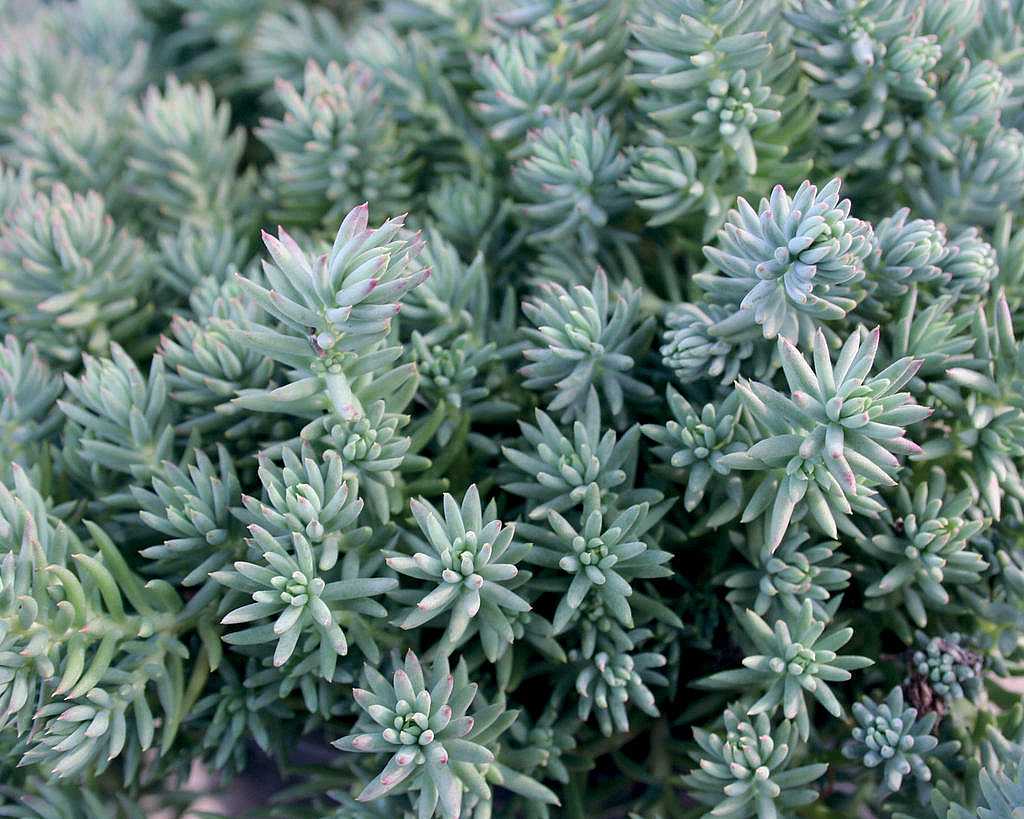 Sedum reflexum 'Blue Spruce' – Stonecrop